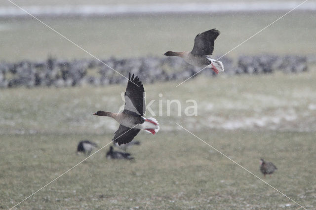 Pink-footed Goose (Anser brachyrhynchus)