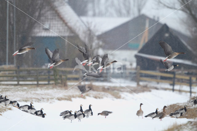 Pink-footed Goose (Anser brachyrhynchus)