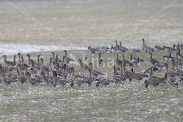 Pink-footed Goose (Anser brachyrhynchus)