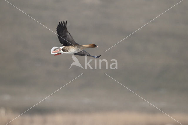 Pink-footed Goose (Anser brachyrhynchus)