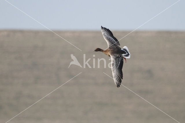 Pink-footed Goose (Anser brachyrhynchus)