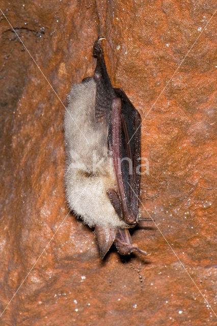 Kleine vale vleermuis (Myotis blythii)