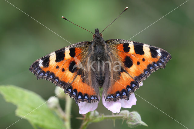 Kleine vos (Aglais urticae)