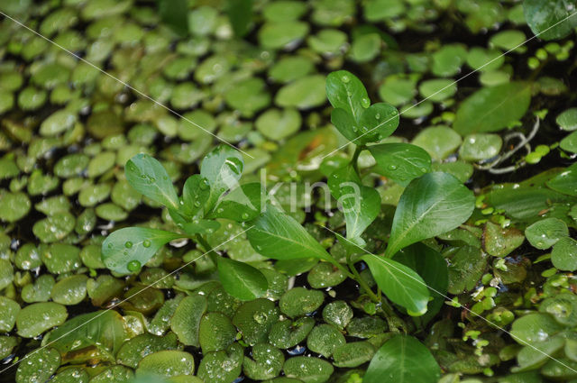 floating primrose (Ludwigia peploides)