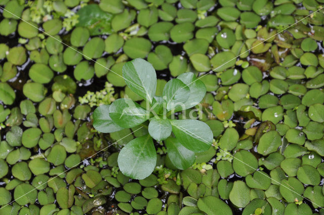 Kleine Waterteunisbloem (Ludwigia peploides)