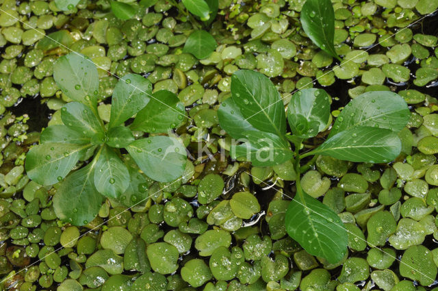 Kleine Waterteunisbloem (Ludwigia peploides)