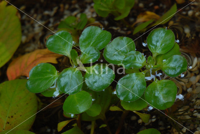 floating primrose (Ludwigia peploides)