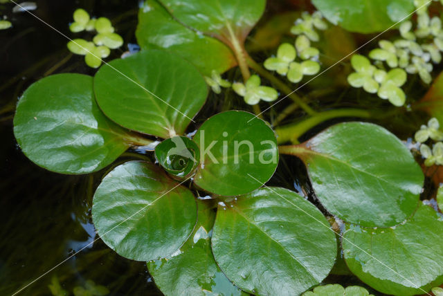 Kleine Waterteunisbloem (Ludwigia peploides)