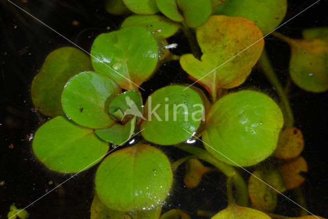 Kleine Waterteunisbloem (Ludwigia peploides)