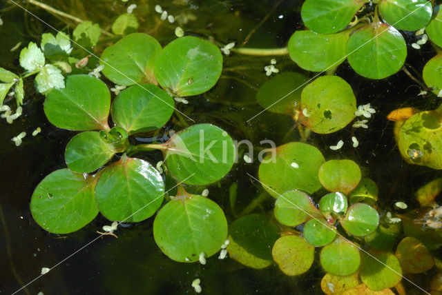 Kleine Waterteunisbloem (Ludwigia peploides)