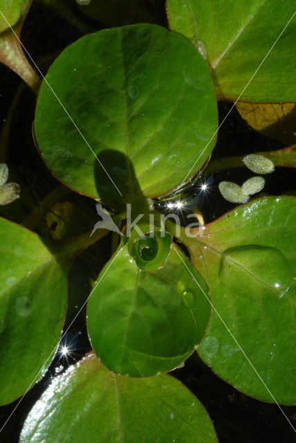 Kleine Waterteunisbloem (Ludwigia peploides)