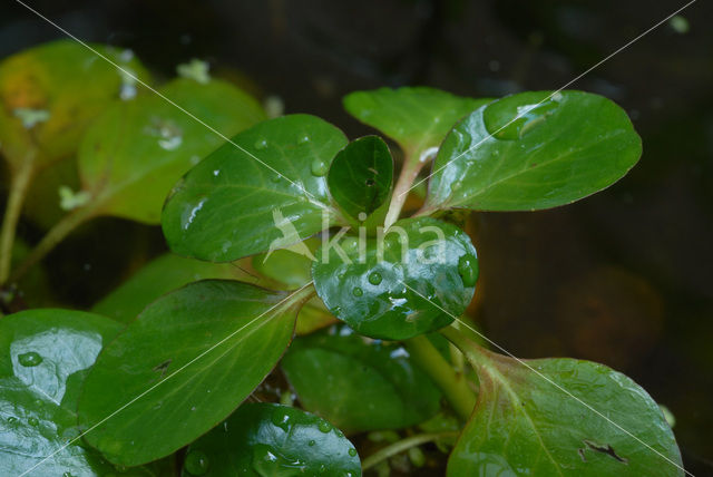 Kleine Waterteunisbloem (Ludwigia peploides)