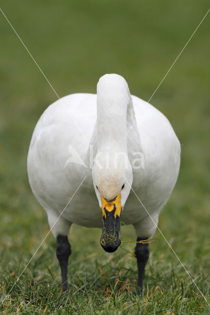 Bewick’s Swan (Cygnus bewickii)