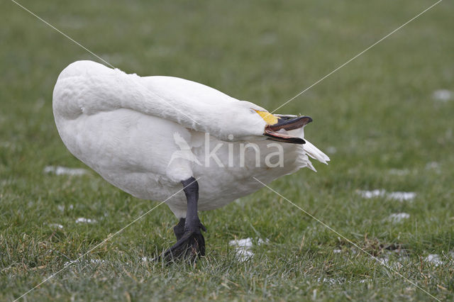 Bewick’s Swan (Cygnus bewickii)