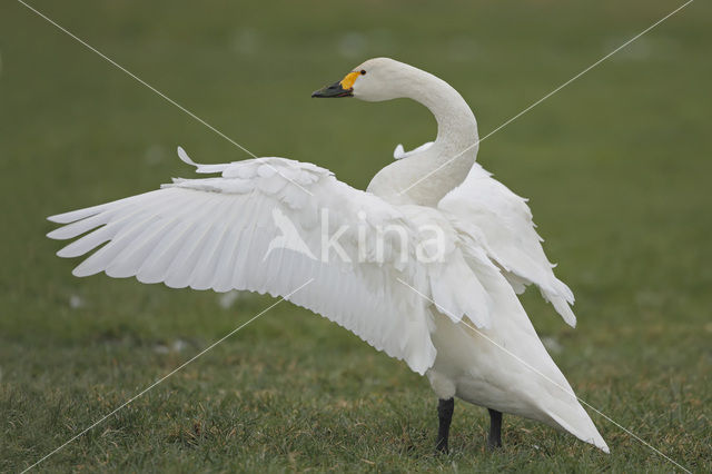 Bewick’s Swan (Cygnus bewickii)