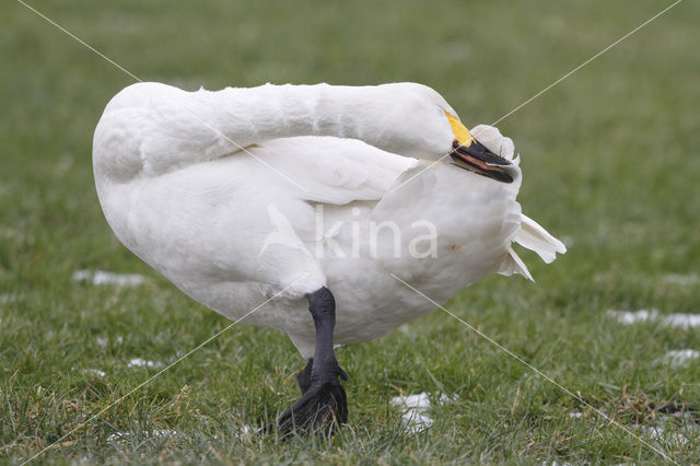 Bewick’s Swan (Cygnus bewickii)