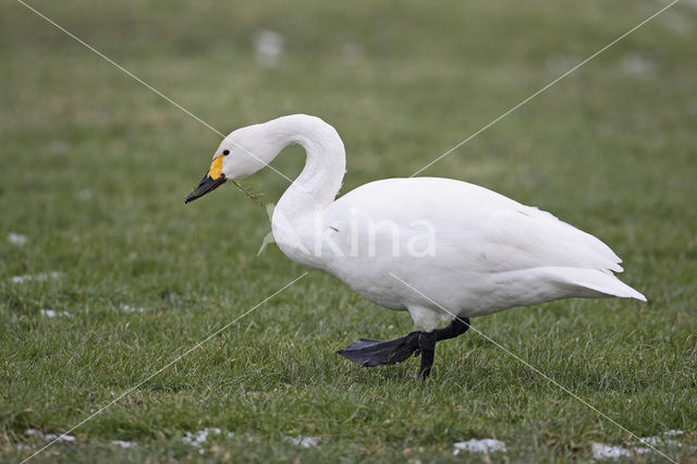 Kleine zwaan (Cygnus bewickii)