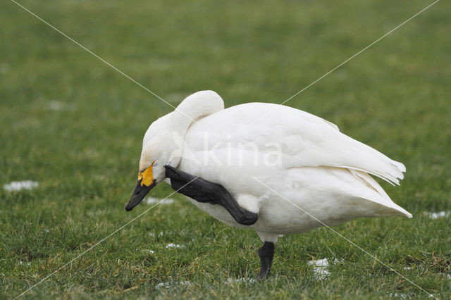 Bewick’s Swan (Cygnus bewickii)