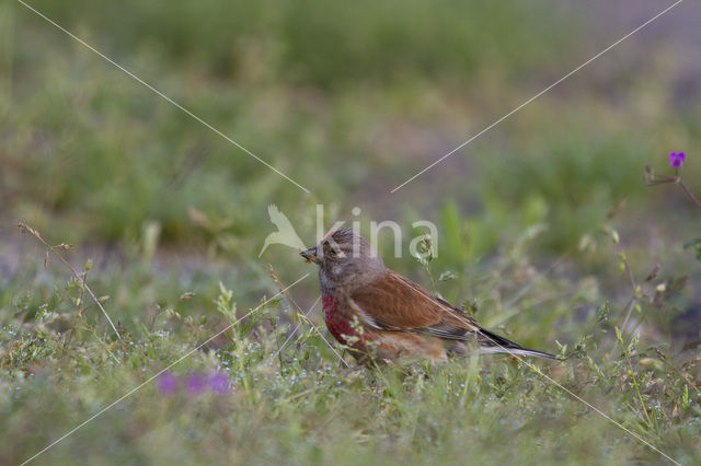 Kneu (Carduelis cannabina)