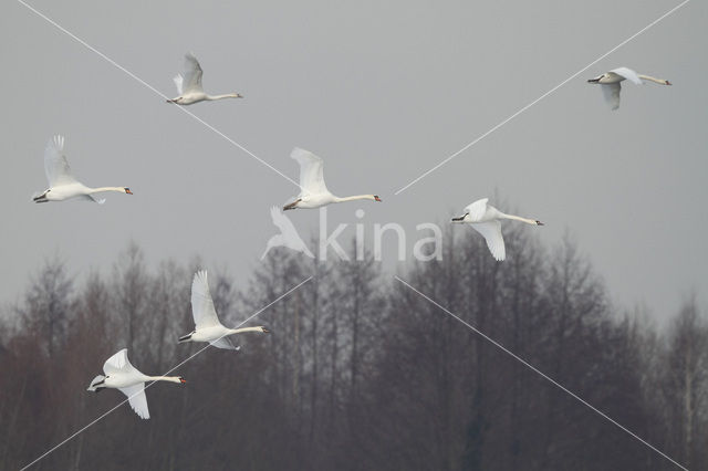 Knobbelzwaan (Cygnus olor)