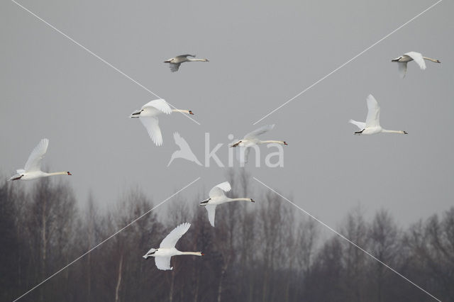 Knobbelzwaan (Cygnus olor)