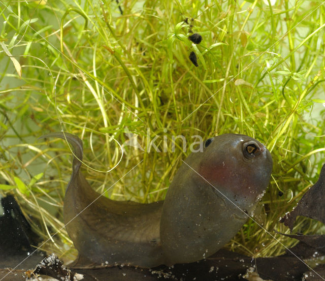 Common Spadefoot Toad (Pelobates fuscus)
