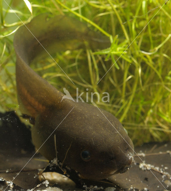 Knoflookpad (Pelobates fuscus)