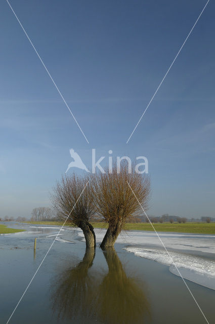 Knotwilg (Salix alba)