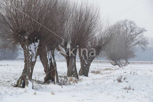 Knotwilg (Salix alba)