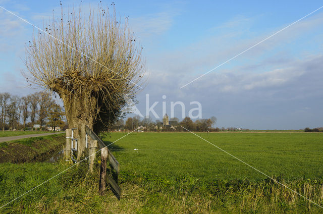 Knotwilg (Salix alba)