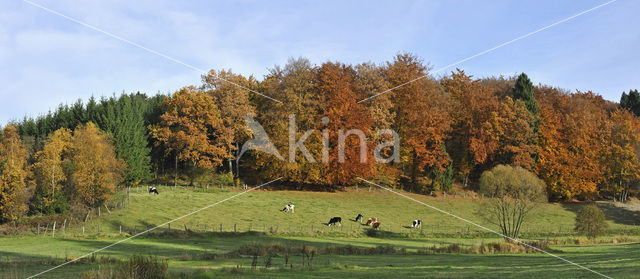 Cow (Bos domesticus)