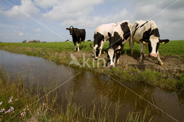 Cow (Bos domesticus)