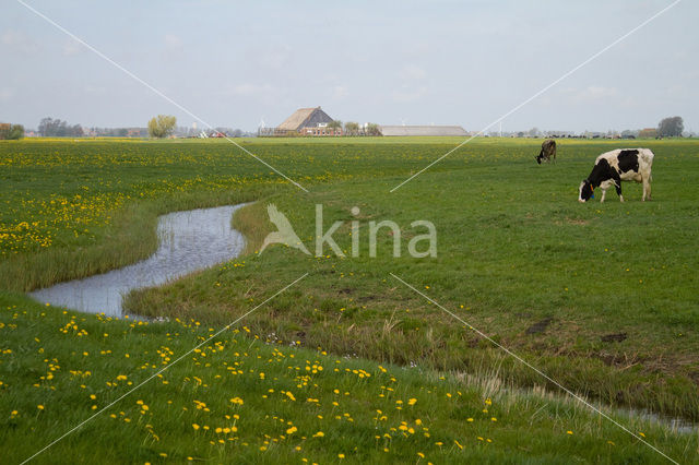 Cow (Bos domesticus)