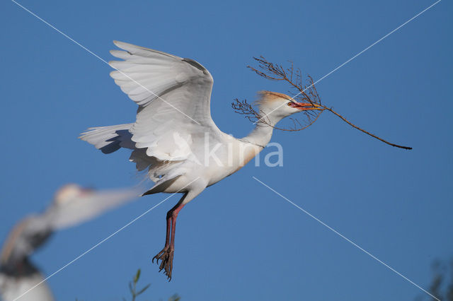 Koereiger (Bubulcus ibis)