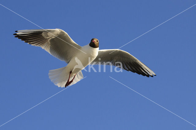 Black-headed Gull (Larus ridibundus)