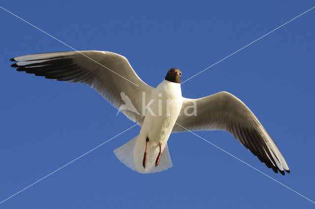 Black-headed Gull (Larus ridibundus)