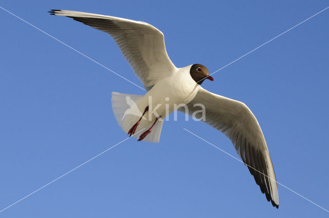 Black-headed Gull (Larus ridibundus)