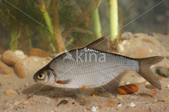 Silver Bream (Blicca bjoerkna)