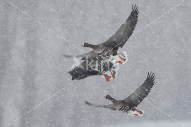 White-fronted goose (Anser albifrons)