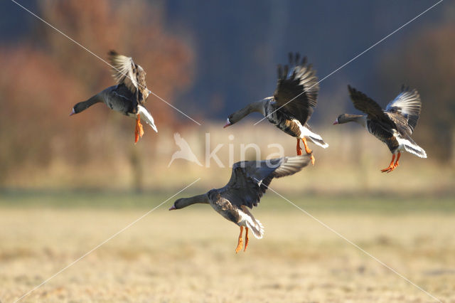 White-fronted goose (Anser albifrons)