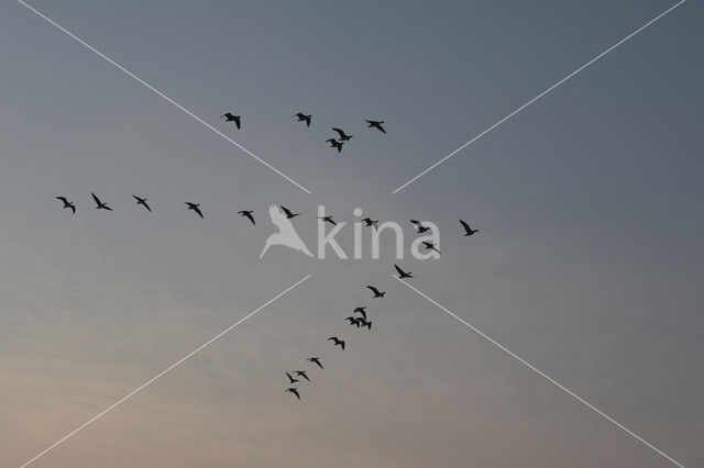Kolgans (Anser albifrons)