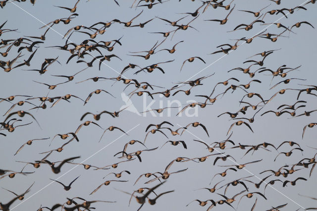 White-fronted goose (Anser albifrons)