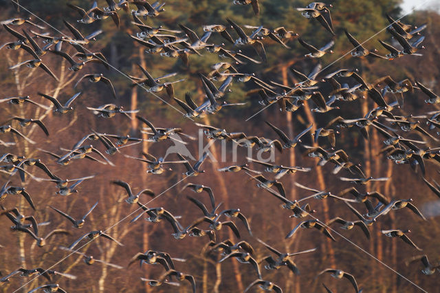 White-fronted goose (Anser albifrons)