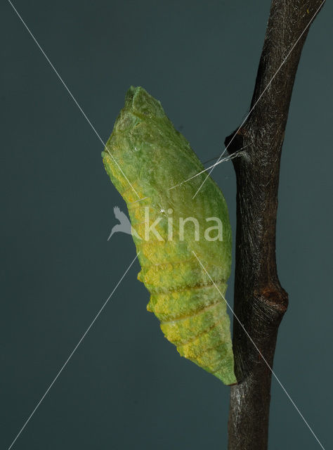 Swallowtail (Papilio machaon)