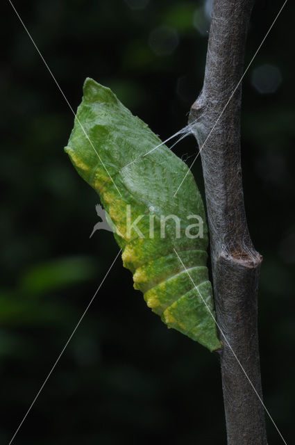 Koninginnepage (Papilio machaon)