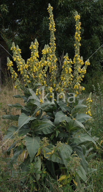 Koningskaars (Verbascum thapsus)