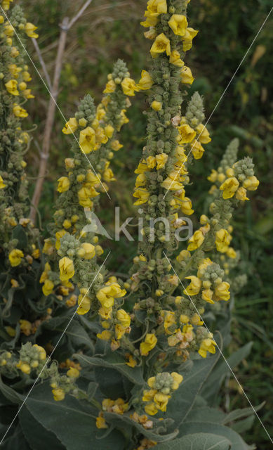 Great Mullein (Verbascum thapsus)