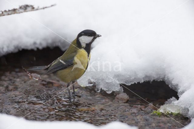 Great Tit (Parus major)
