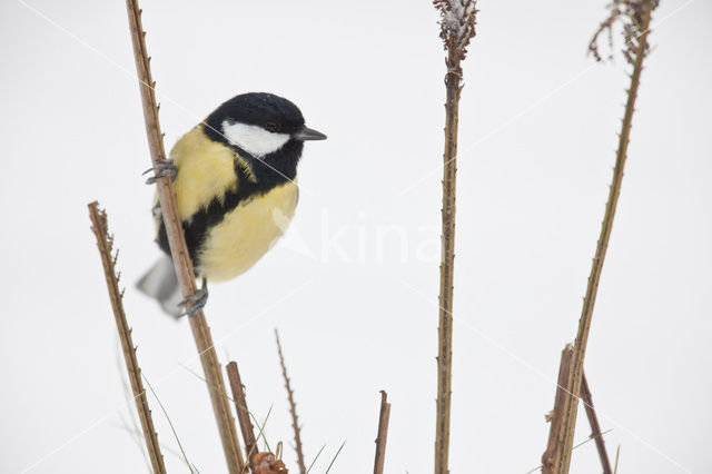 Great Tit (Parus major)