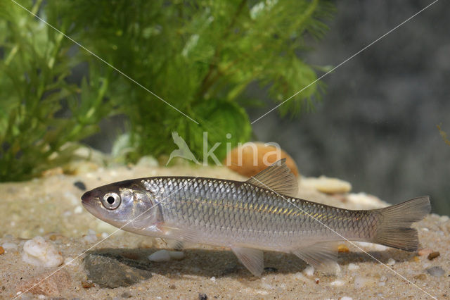 European Chub (Squalius cephalus)